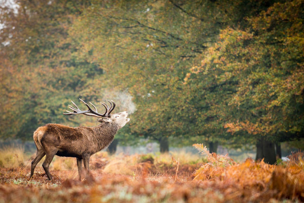 Autumn with Pickett