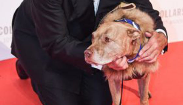 Battersea Dog's Home