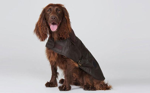 Fashion United: Canine couture and feline fashion are very much en vogue